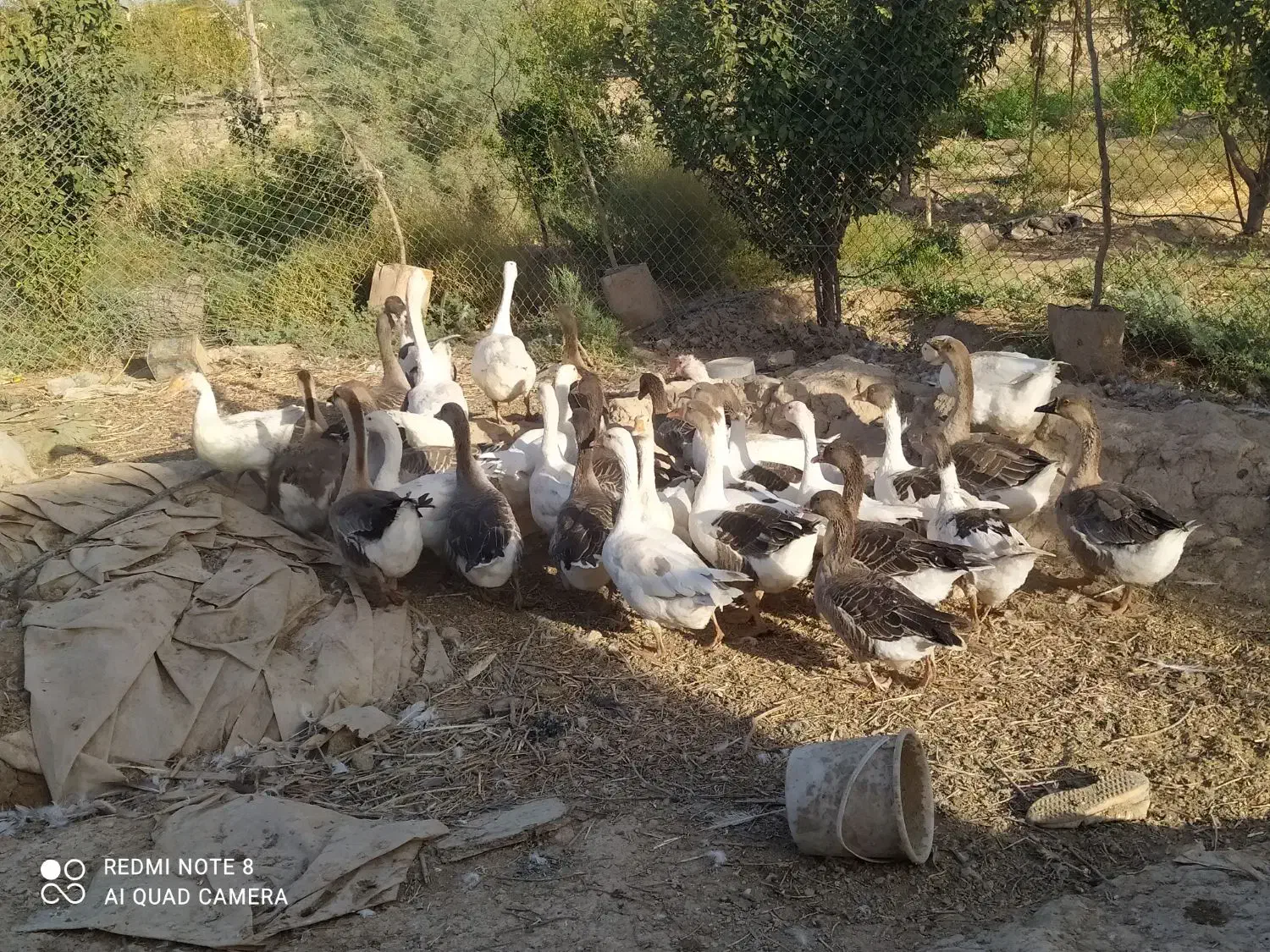 غاز .غو غاز|حیوانات مزرعه|جوادآباد, |دیوار