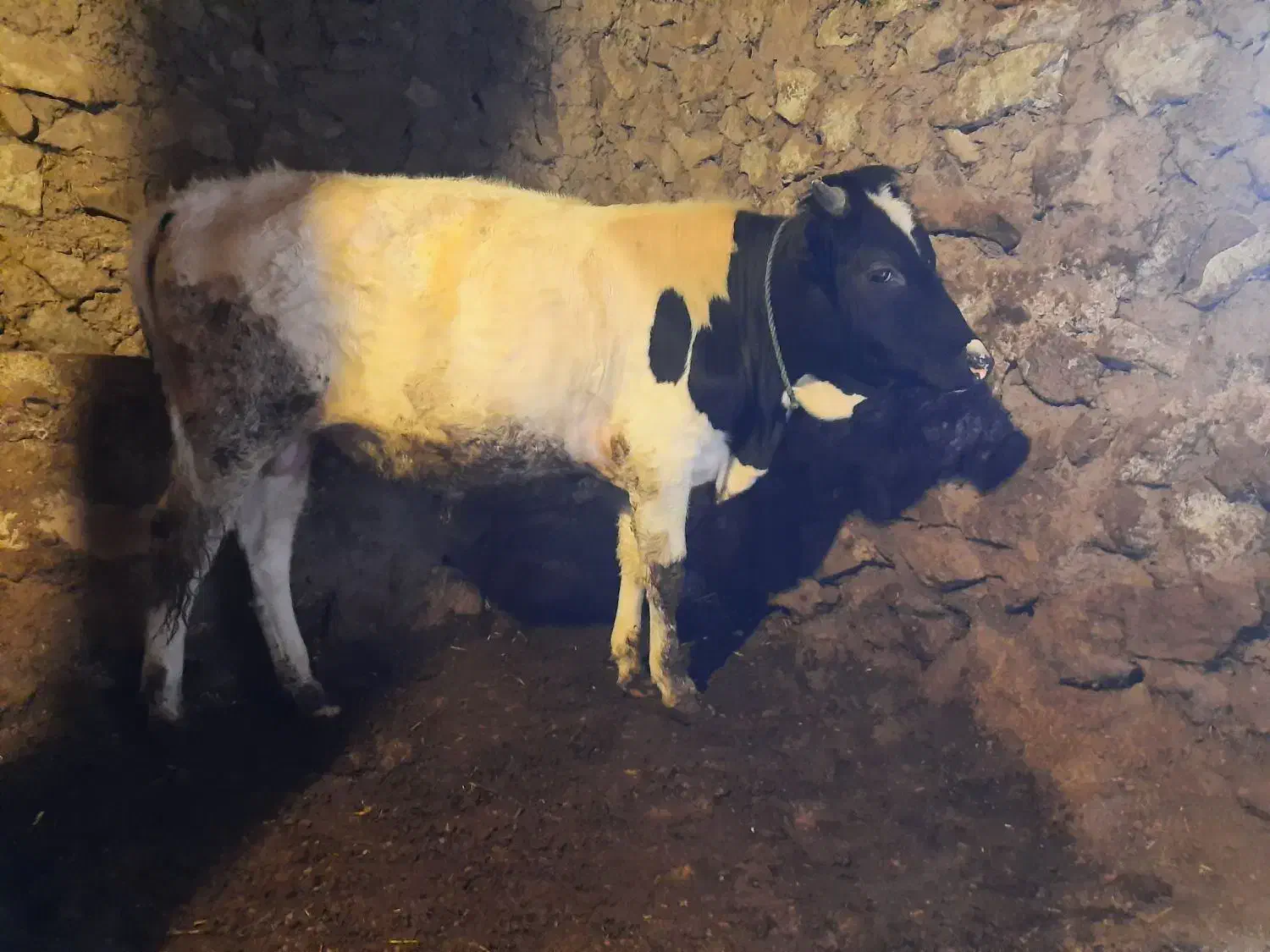 گوساله|حیوانات مزرعه|قزوین, |دیوار