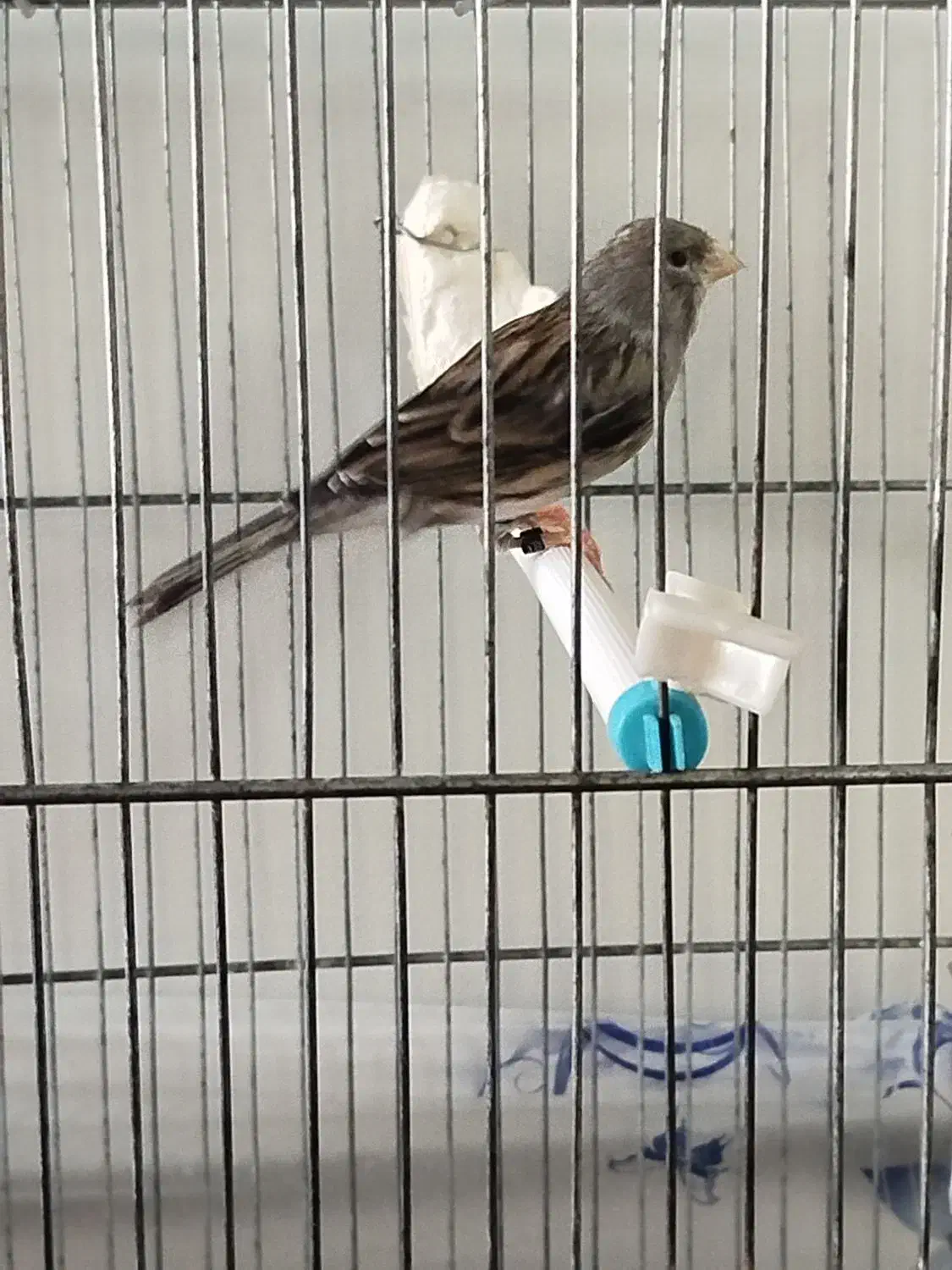 قناری زنگی مست|پرنده|تاکستان, |دیوار