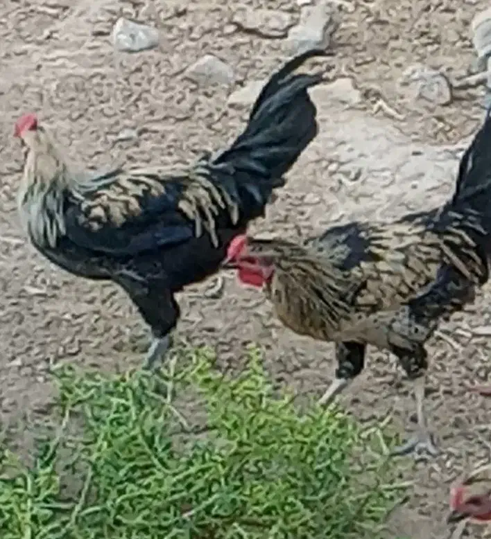 جوجه یه ماهه|حیوانات مزرعه|هندیجان, |دیوار