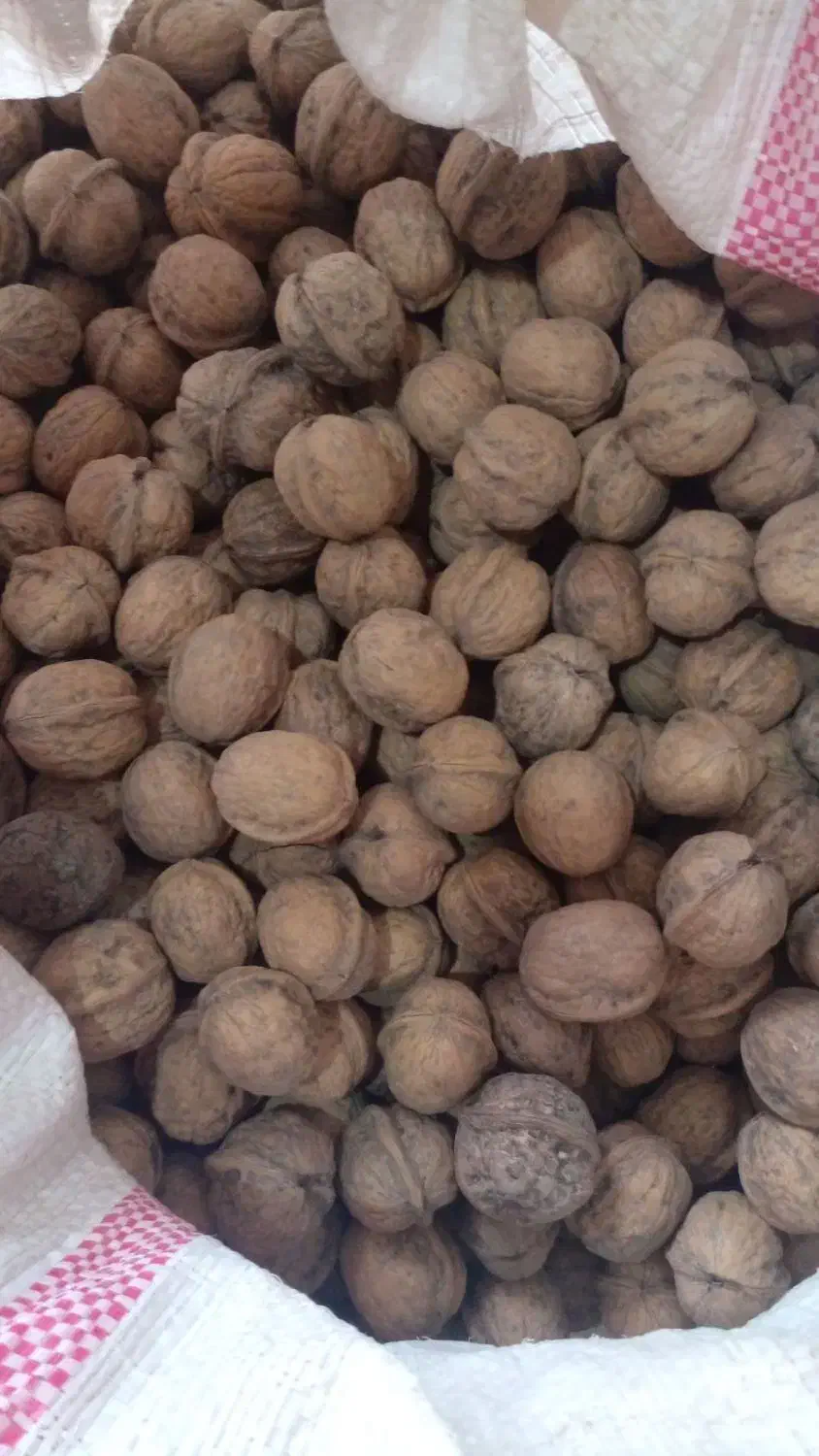 گردو سوزنی|عمدهفروشی|بجنورد, |دیوار