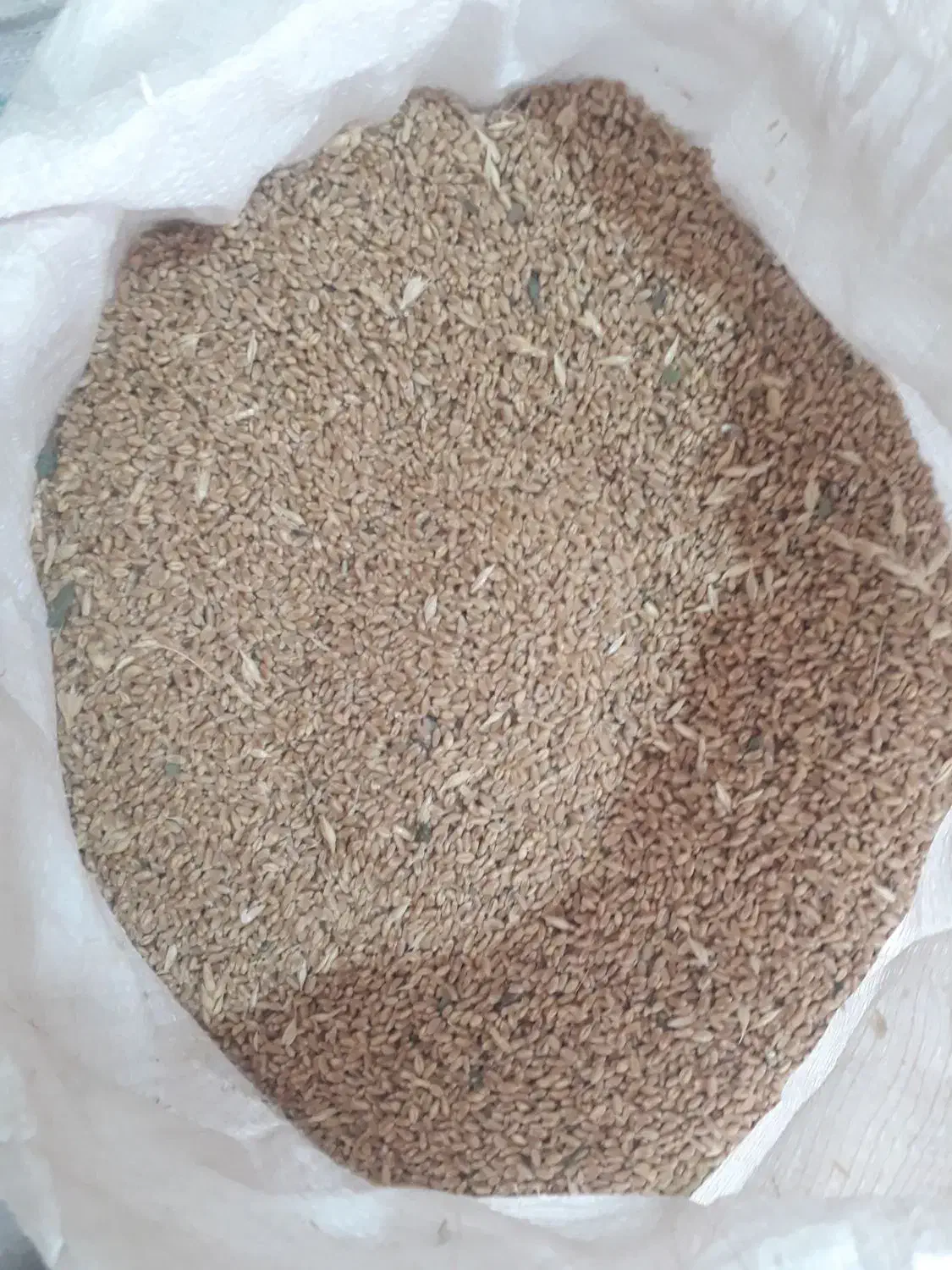 گندم آبی|عمده‌فروشی|مشهد, کارگران|دیوار