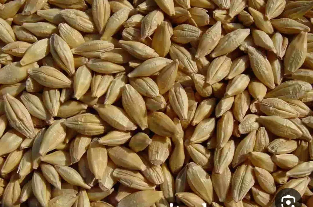 جو خوراک دام|عمدهفروشی|کمیجان, |دیوار