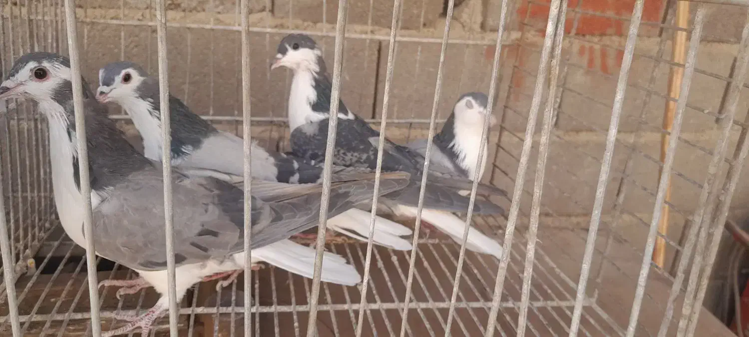 نروماده واز وچندتا نر|پرنده|اصفهان, حصه جنوبی|دیوار