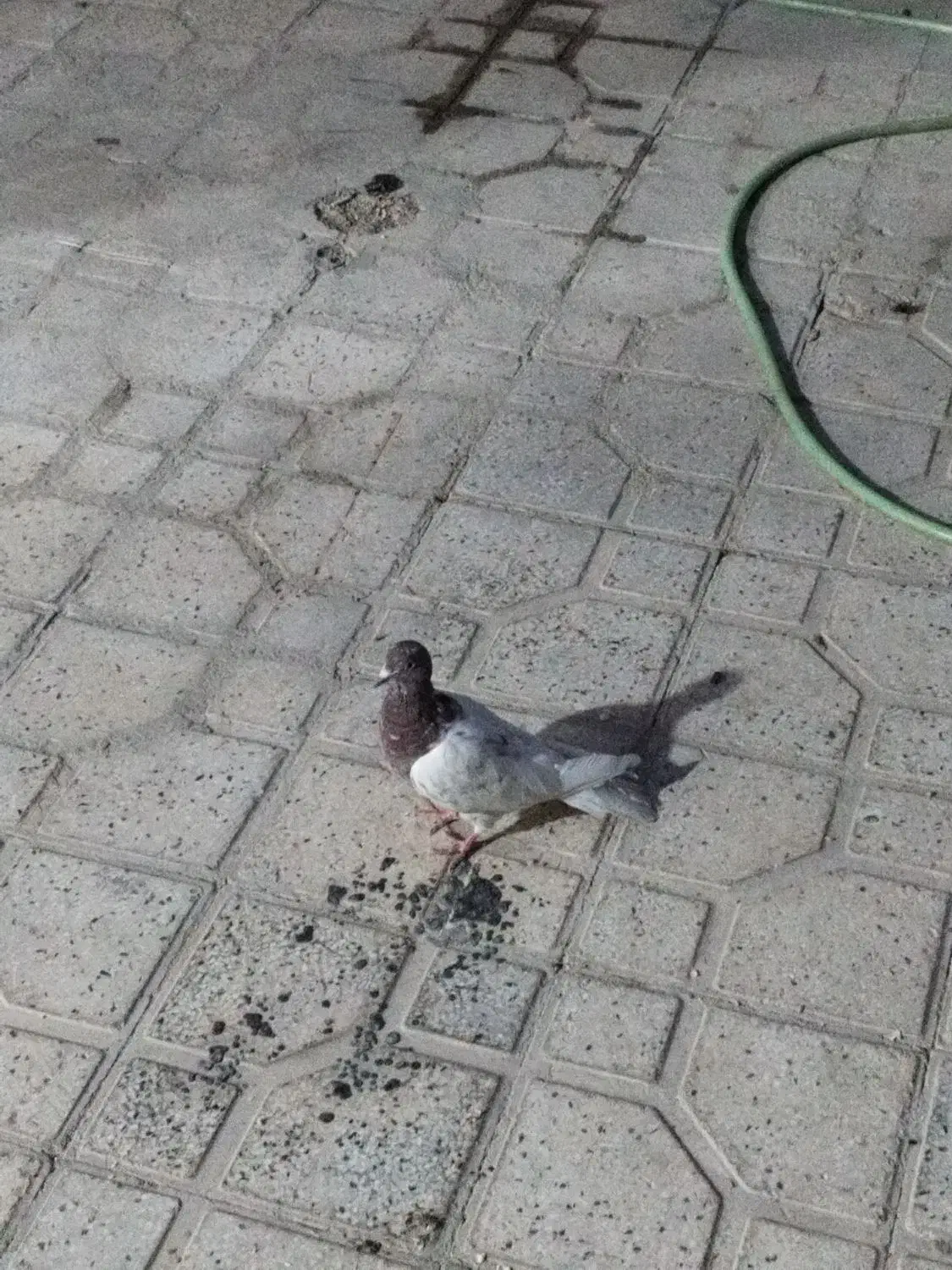 کبوتر کله سخ|پرنده|شیراز, میانرود|دیوار