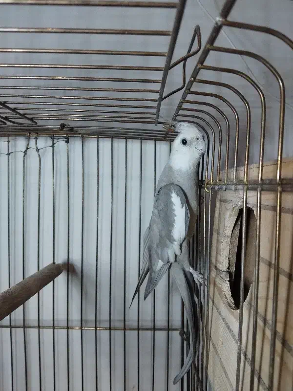 فروش عروس هلندی ۲ جفت    و    ۱ تک|پرنده|چهارباغ, |دیوار