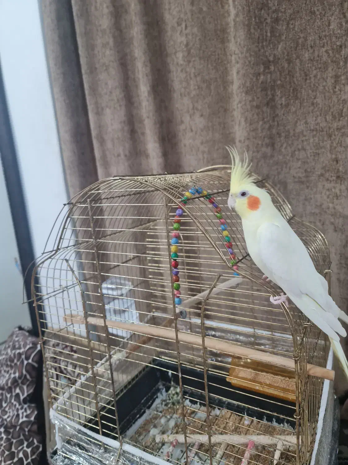 عروس هلندی نر|پرنده|مشهد, کارمندان دوم|دیوار