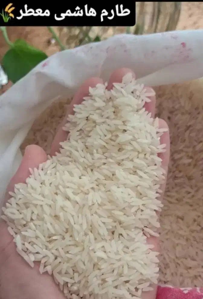 برنج ایرانی خرید مستقیم از برنجکار|خوردنی و آشامیدنی|بوشهر, |دیوار