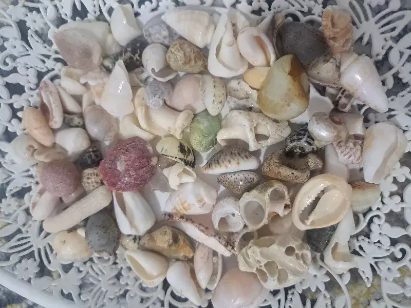 صدف|کلکسیون و سرگرمی|بندر کنگان, |دیوار