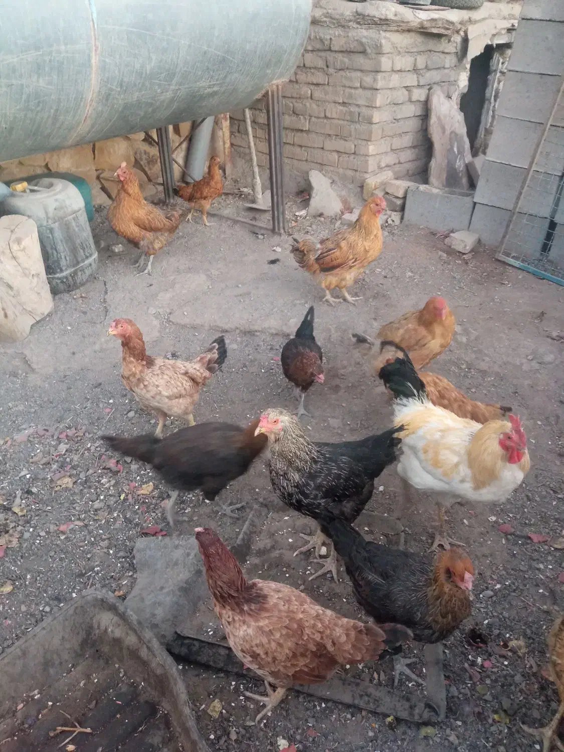 سلام مرغ سیاه تخمی|حیوانات مزرعه|سبزوار, قصبه غربی|دیوار