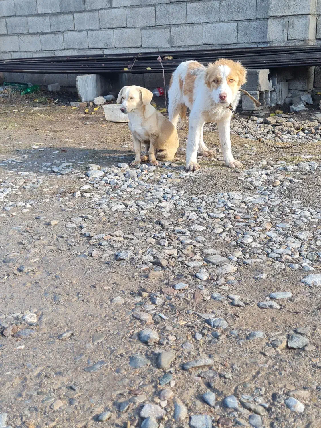 واگذاری پاکوتاه نر ۸ ماهه|سگ|آق قلا, |دیوار