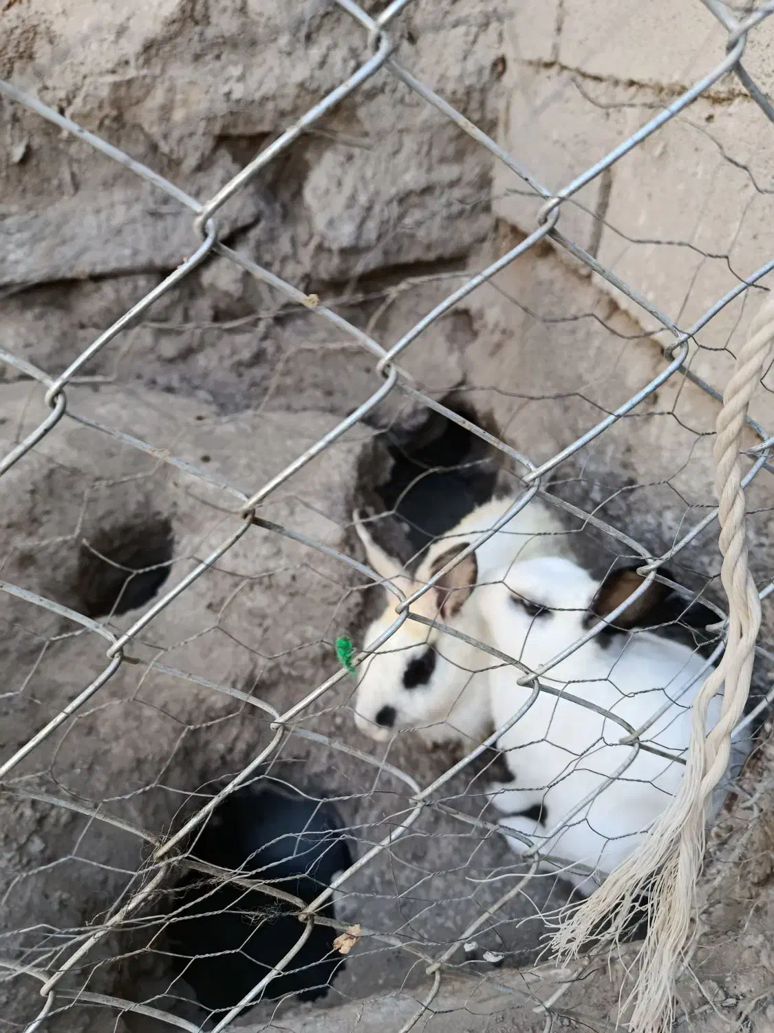 خرگوش|موش و خرگوش|میانه, |دیوار