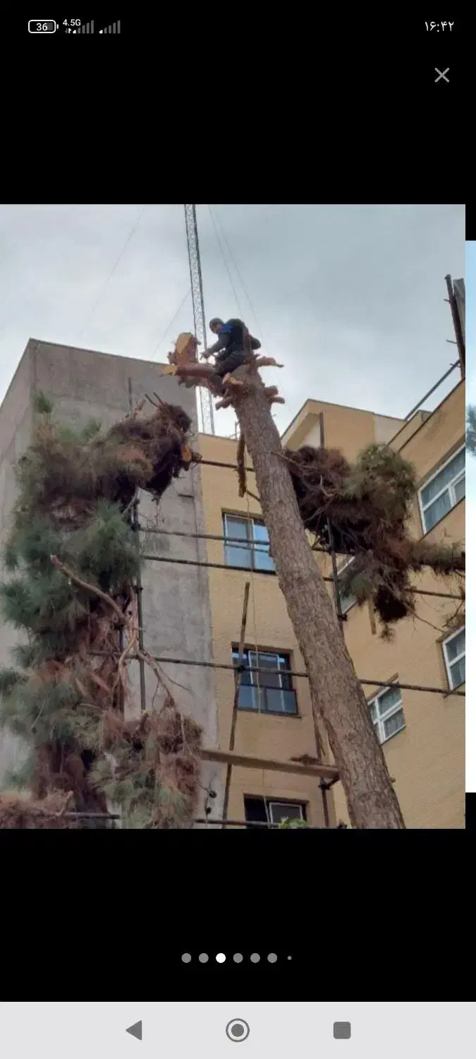 نیسان کمپرسی خریدار. چوب|خدمات باغبانی و درختکاری|نوشین شهر, |دیوار