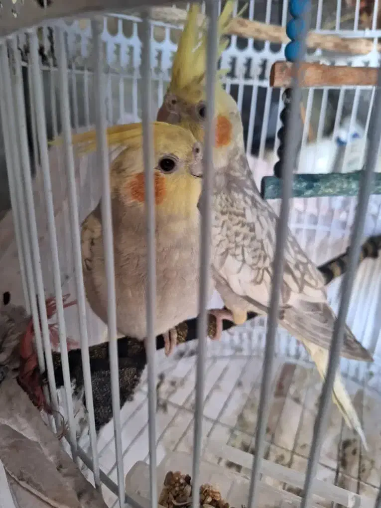 عروس هلندی رام|پرنده|آستارا, |دیوار