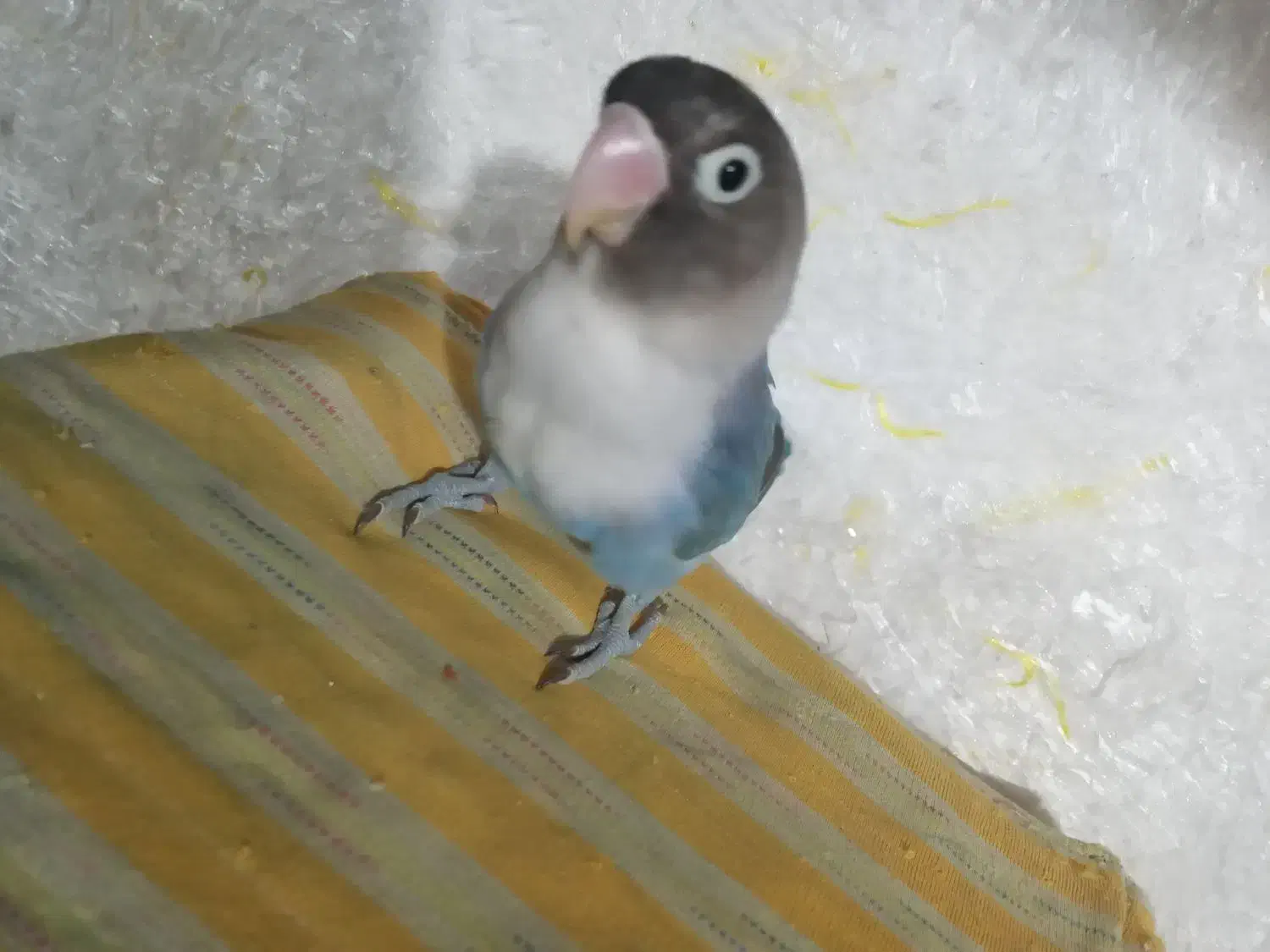 فروش فوری طوطی برزیلی آبی|پرنده|رشت, سیا اسطلخ|دیوار