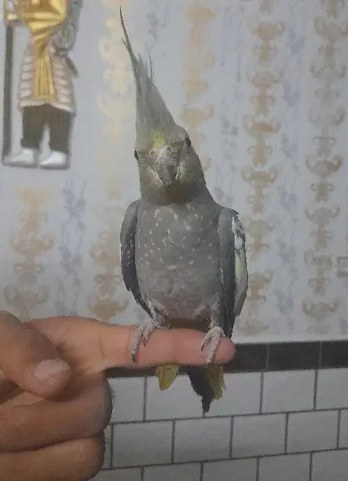 عروس هلندی دستی|پرنده|اندیمشک, |دیوار