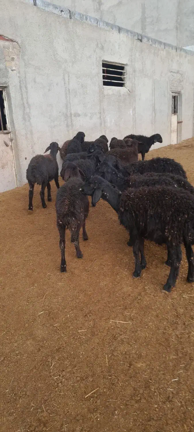 فروش بره ماده|حیوانات مزرعه|قیدار, |دیوار