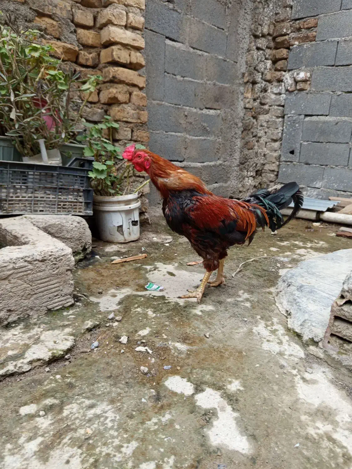 خروس|حیوانات مزرعه|جلین, |دیوار