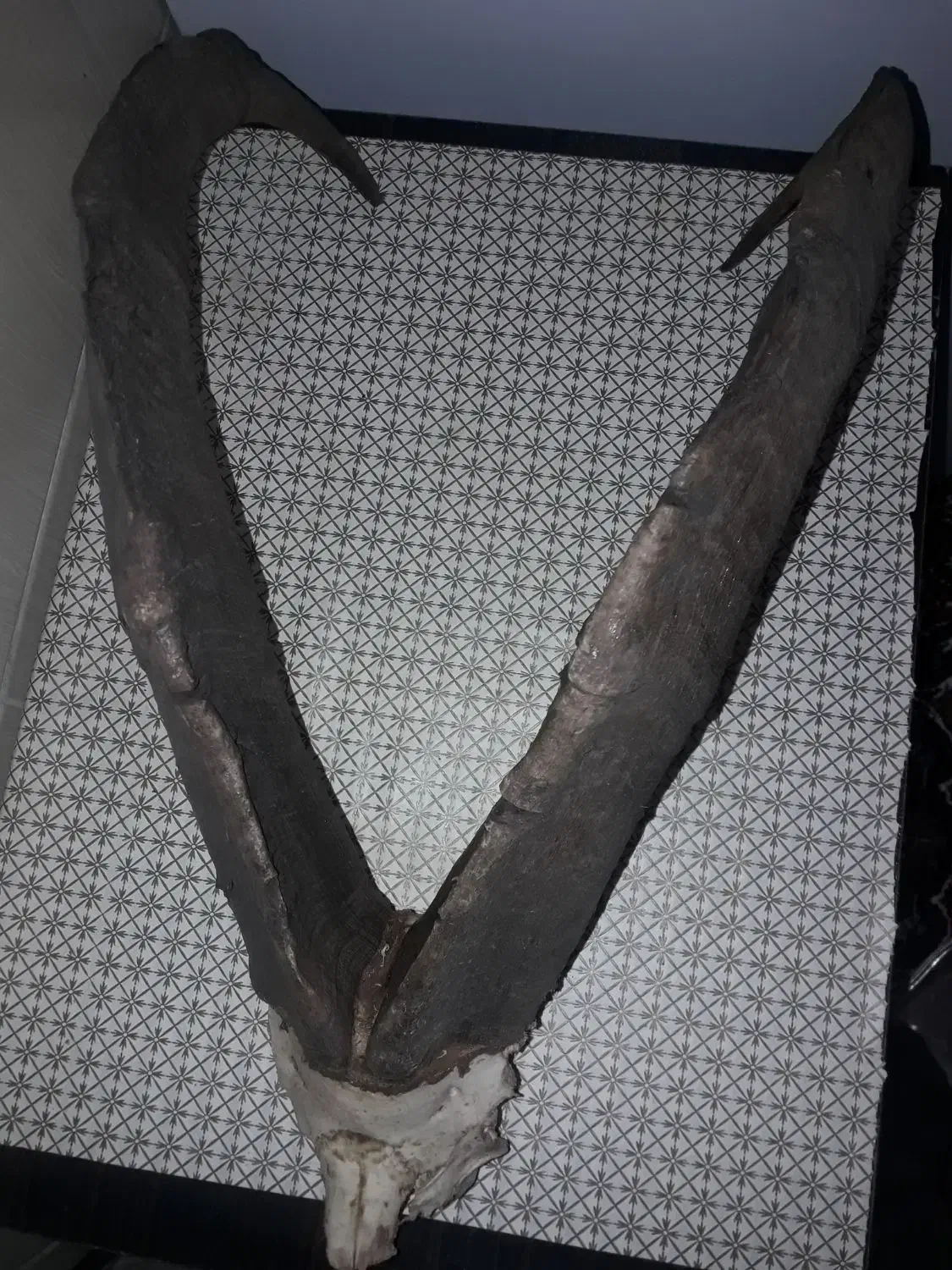 شاخ بز کوهی|کلکسیون اشیاء عتیقه|تهران, وحیدیه|دیوار