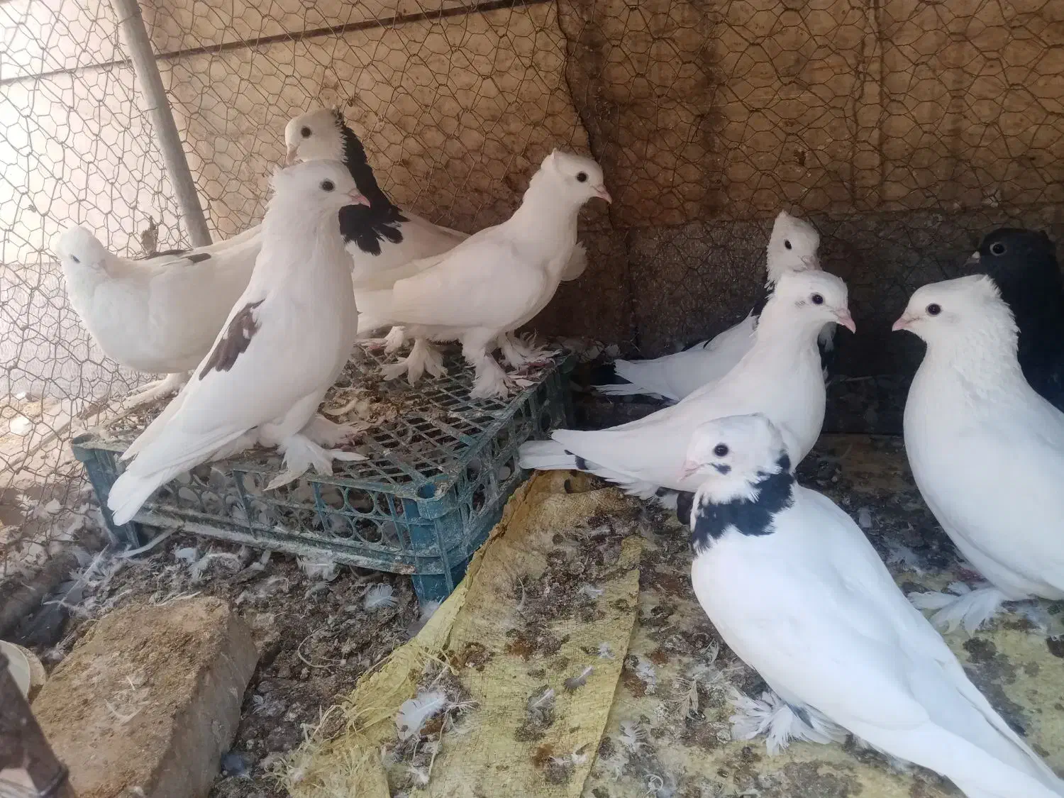 کبوتر|پرنده|اصفهان, ارغوانیه|دیوار