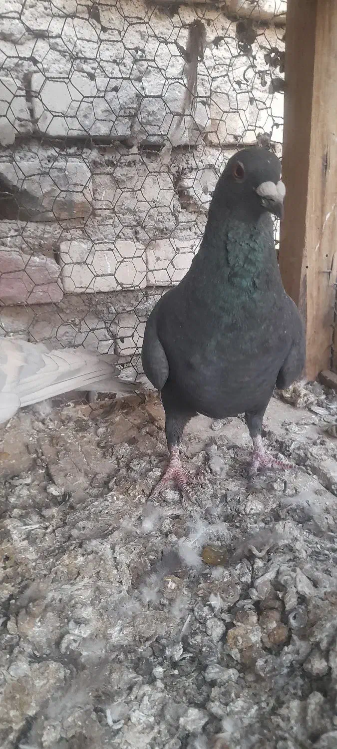 کبوتریاکفتر|پرنده|آباده, |دیوار