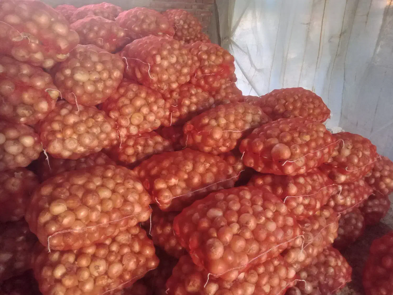 ۲۰ تن پیاز زرد|خوردنی و آشامیدنی|نقده, |دیوار