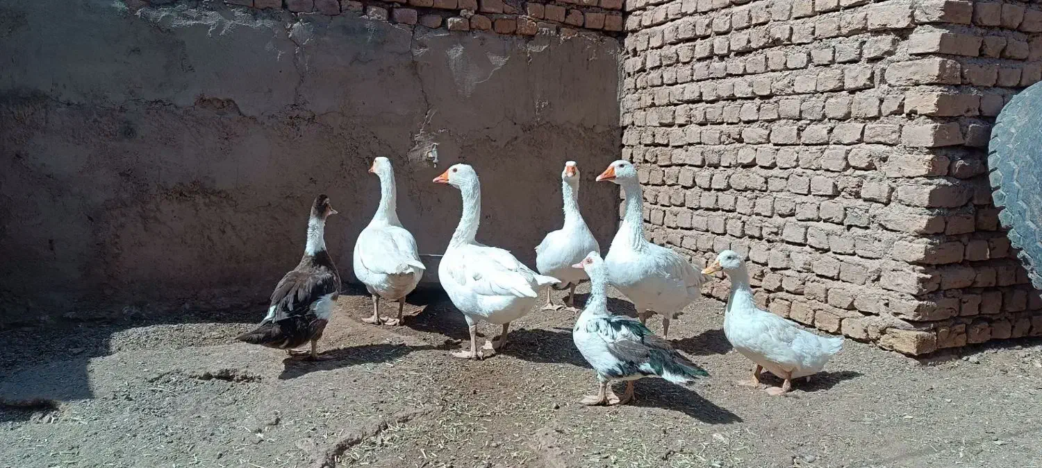 غاز و اردک با خروس|حیوانات مزرعه|میان جلگه, |دیوار