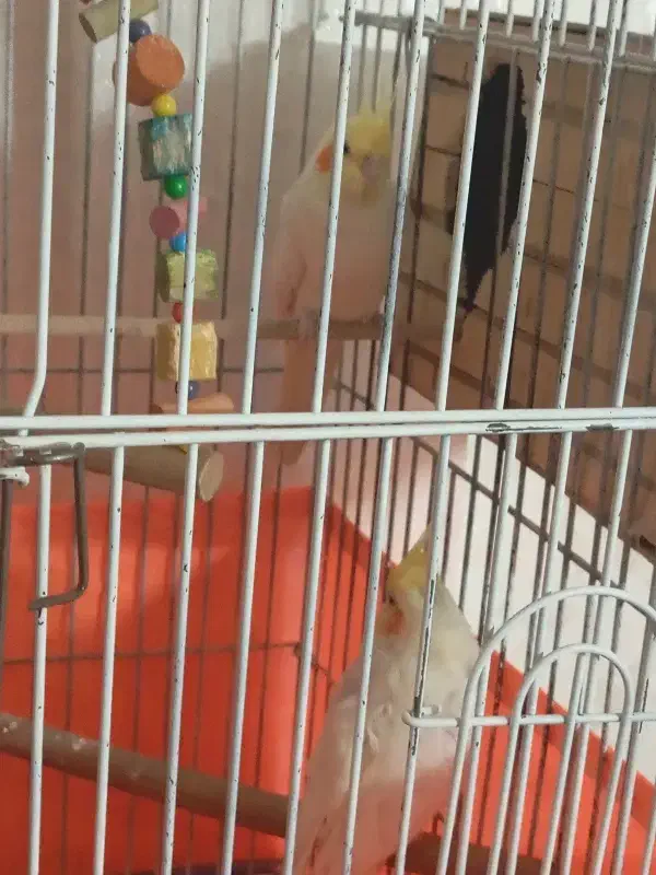 پررند|پرنده|ری, شهرک نظامی|دیوار