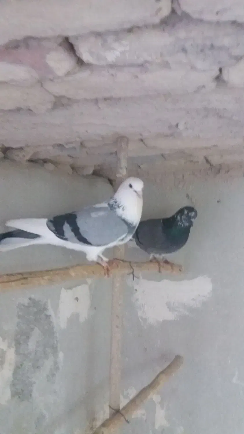 کبوتر|پرنده|پیشوا, |دیوار