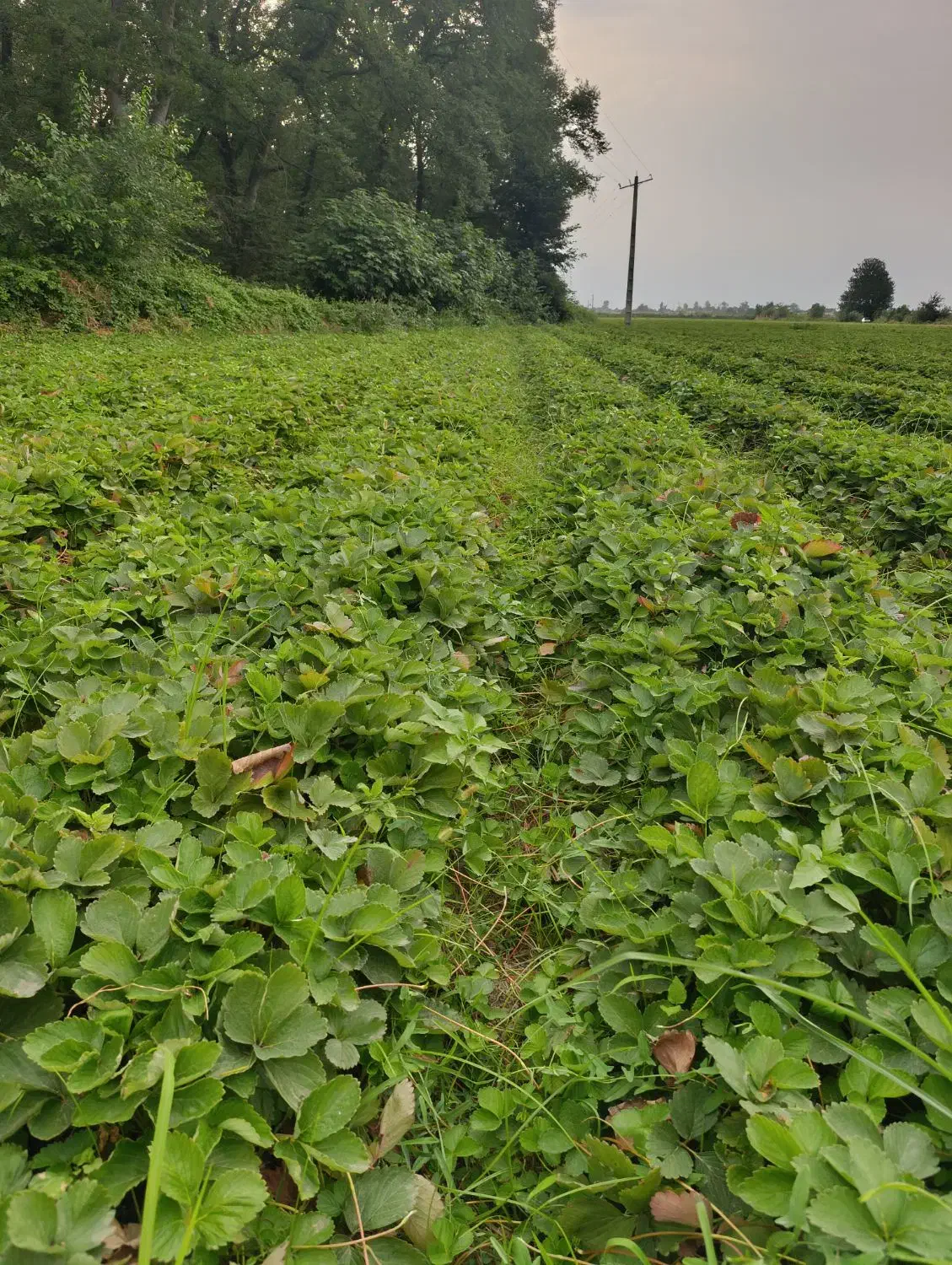 نهال توت فرنگی سالم سابرینا نی 15|خدمات باغبانی و درختکاری|خان ببین, |دیوار