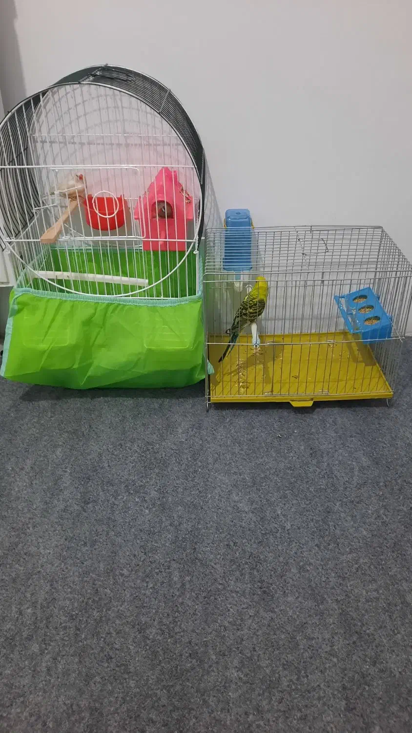 یک جفت فنچ مولدویک عددمرغ عشق نرباقفس|پرنده|ملارد, |دیوار