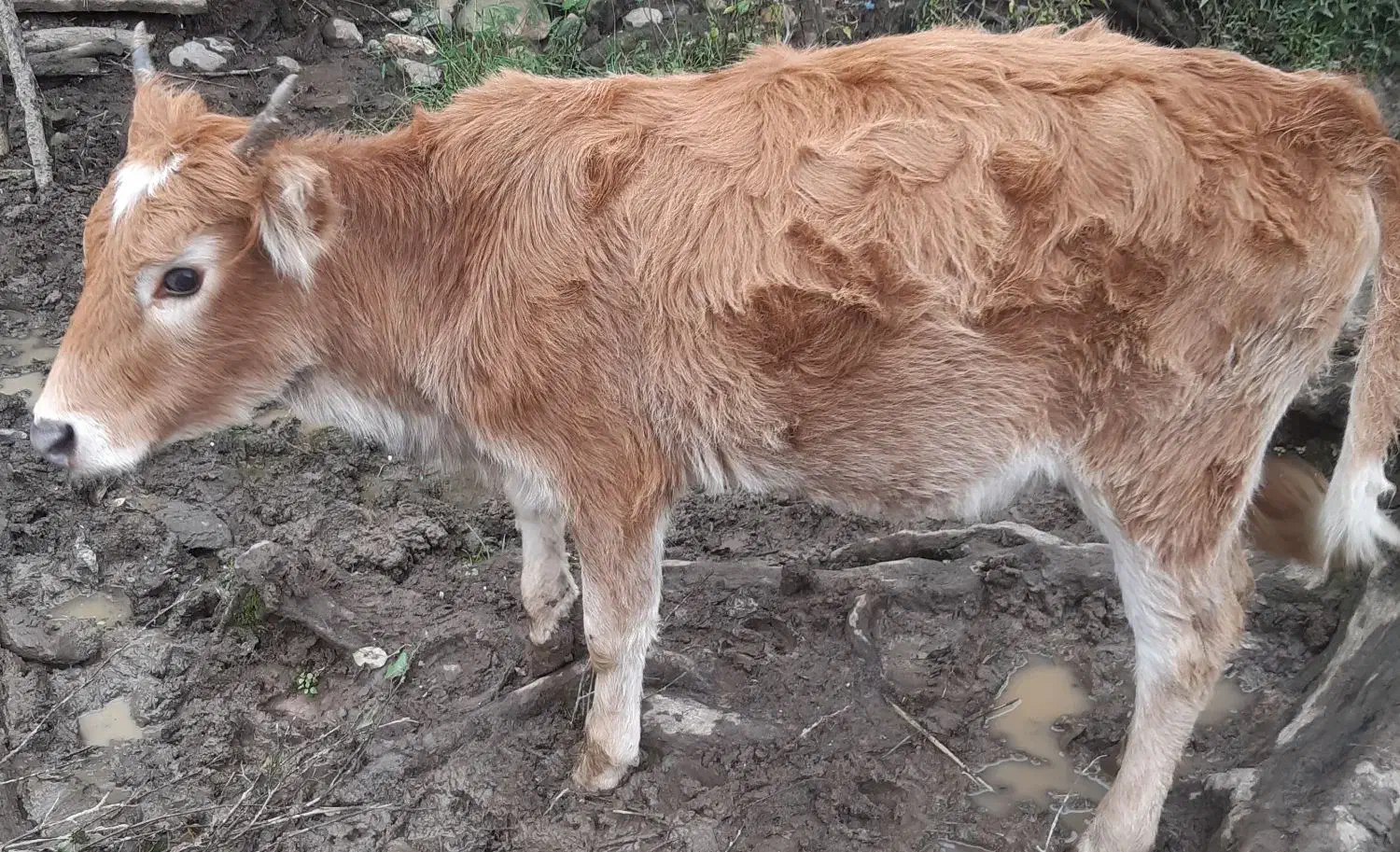 گوساله ماده|حیوانات مزرعه|شفت, |دیوار