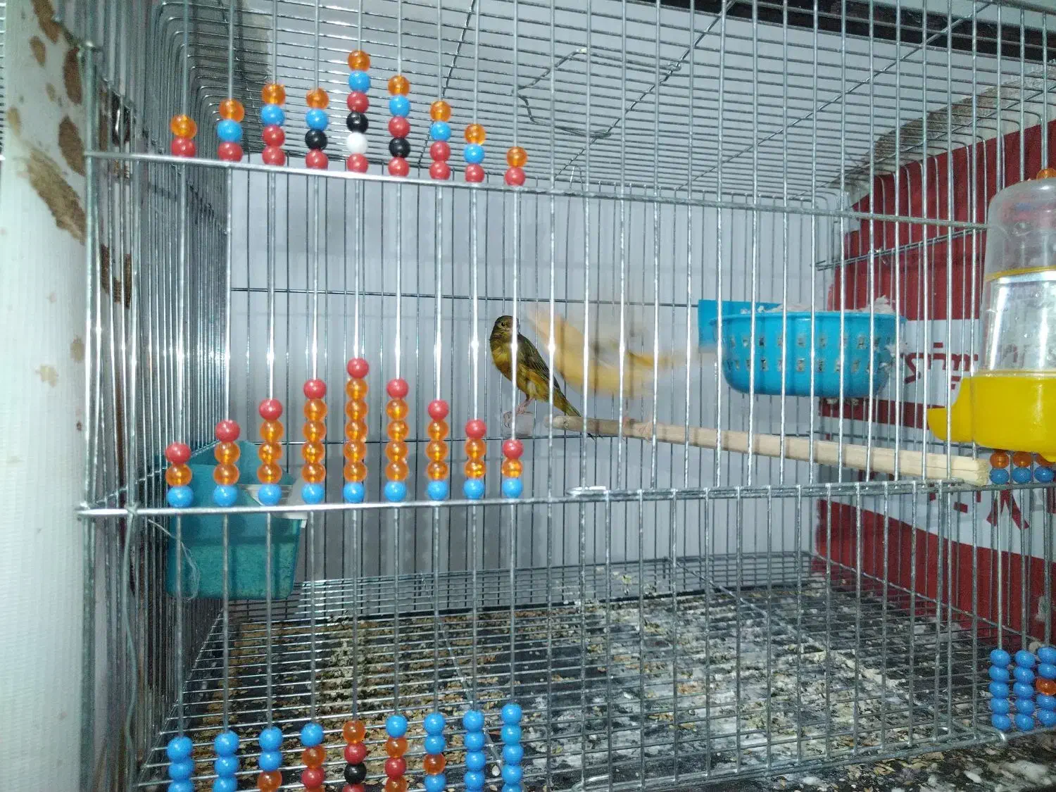 قناری جفت|پرنده|کرمان, |دیوار