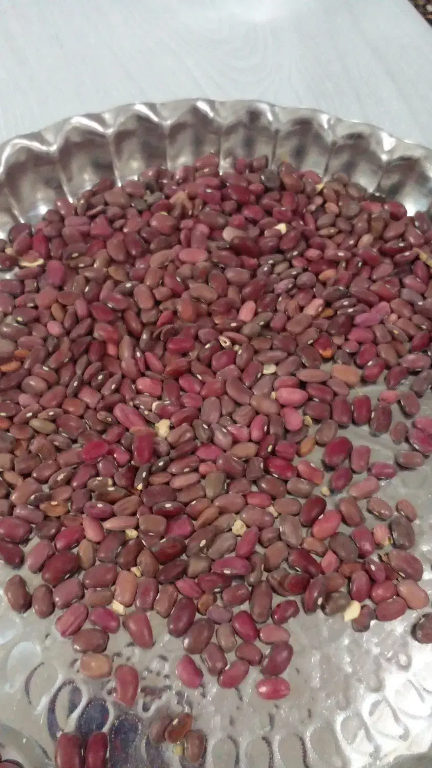 باسلام لوبیا قرمزبدون کود|خوردنی و آشامیدنی|قیدار, |دیوار