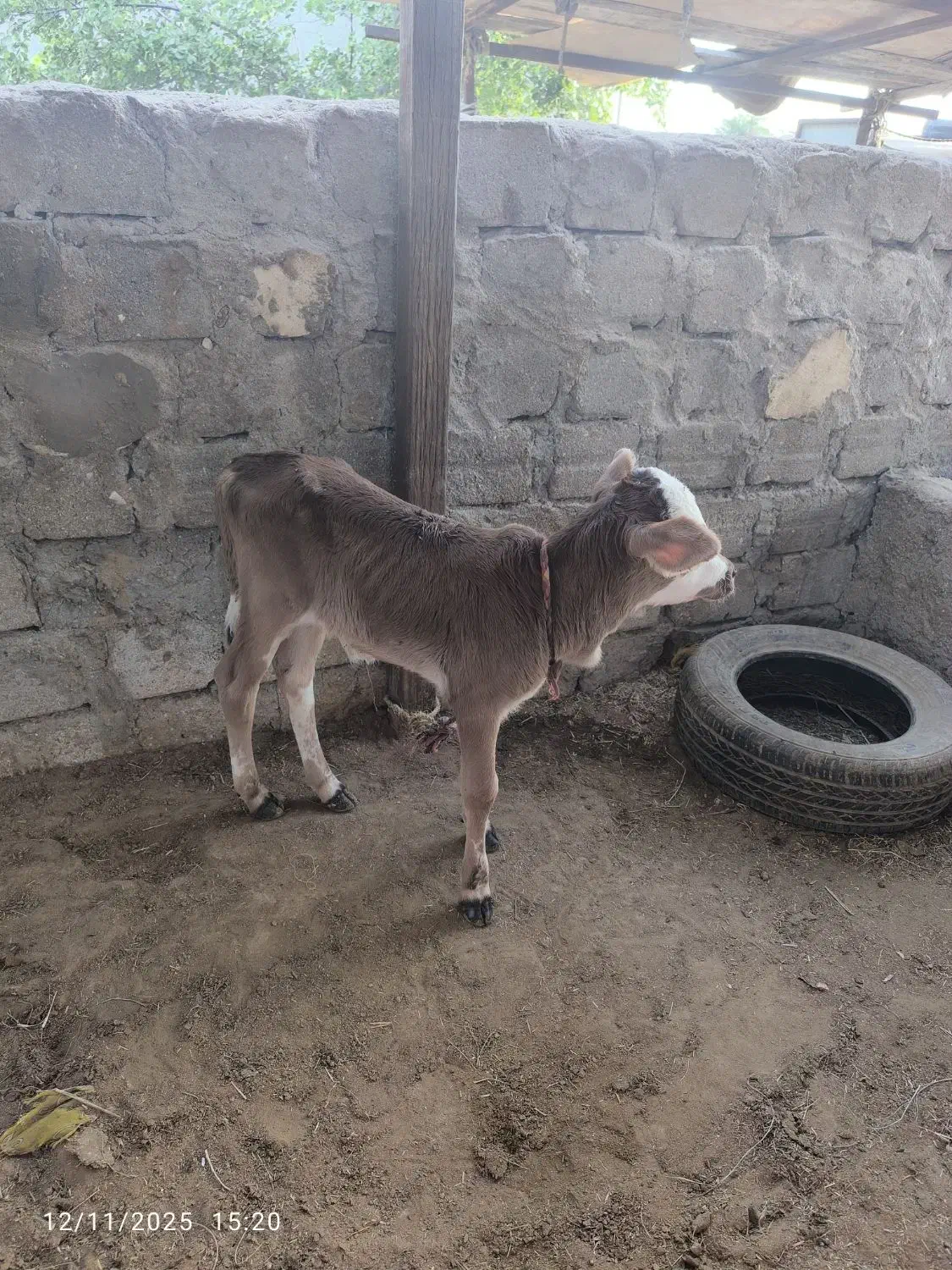 فروش گاو شیری با گوساله ی نر|حیوانات مزرعه|قشم, |دیوار