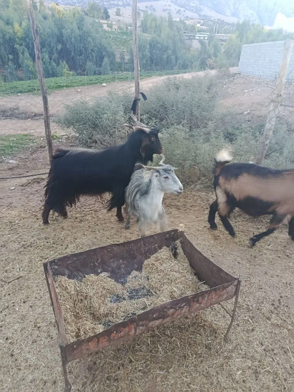 ساورین|حیوانات مزرعه|دره شهر, |دیوار