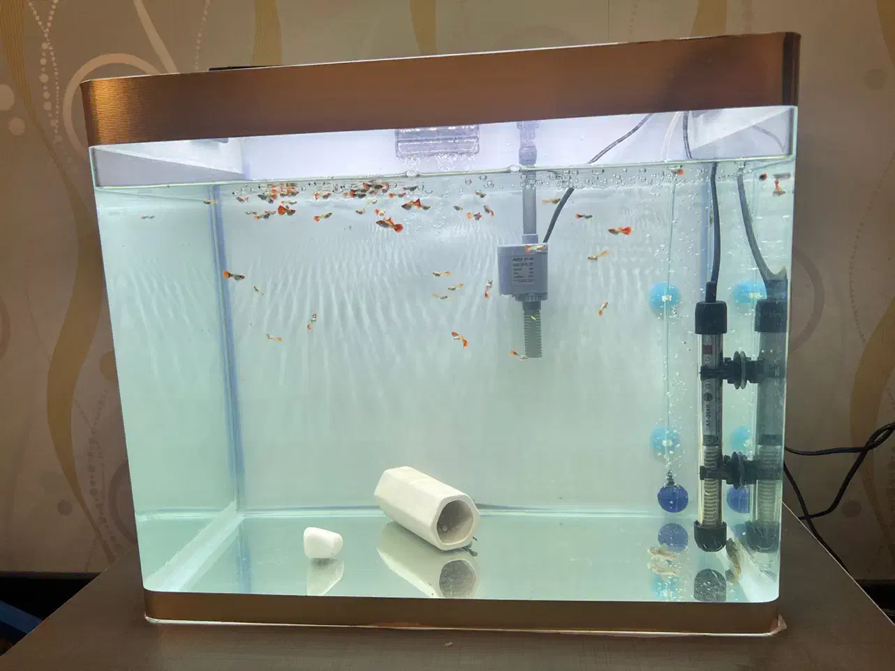 اکواریوم شیشه خم با پوستر و نوارطلایی|ماهی|تهران, تهران‌نو|دیوار