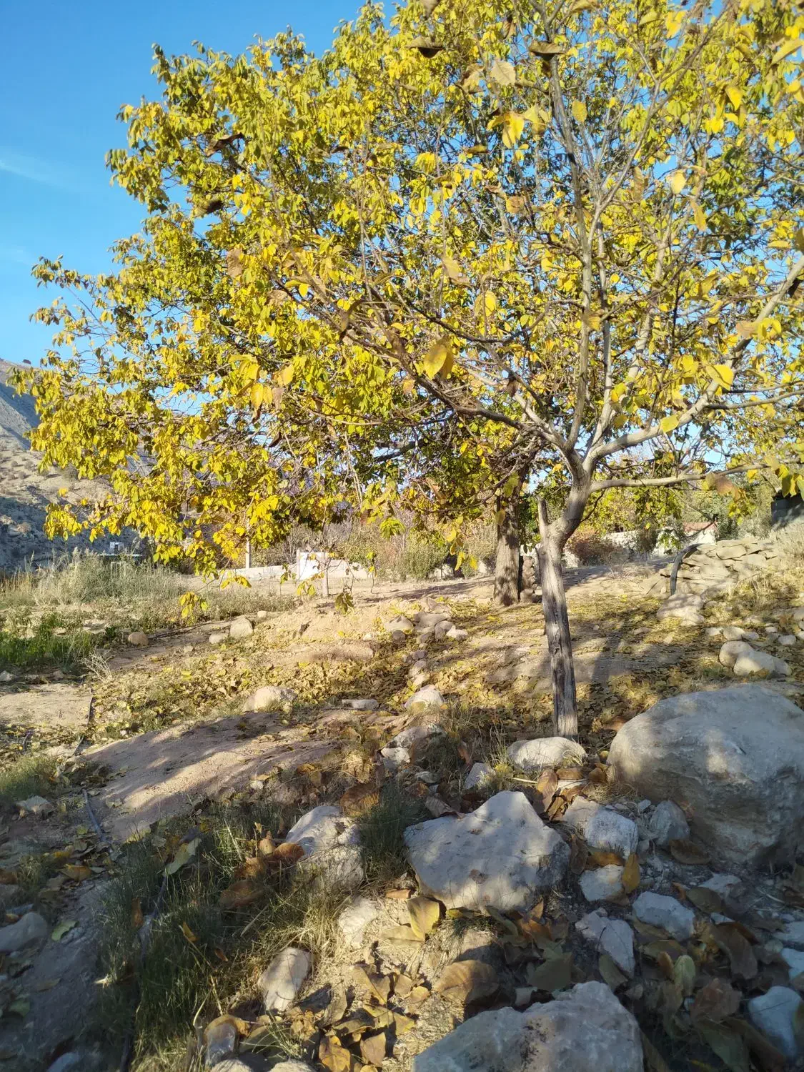 فروش زمین باغچه سادات|فروش زمین و ملک کلنگی|سرفاریاب, |دیوار