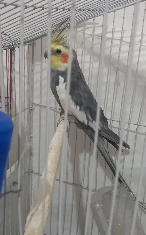 فروش عروس هلندی و مرغ عشق|پرنده|سوری, |دیوار