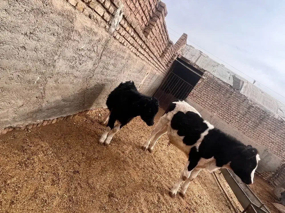 گوساله خالص لاغر|حیوانات مزرعه|جوادآباد, |دیوار