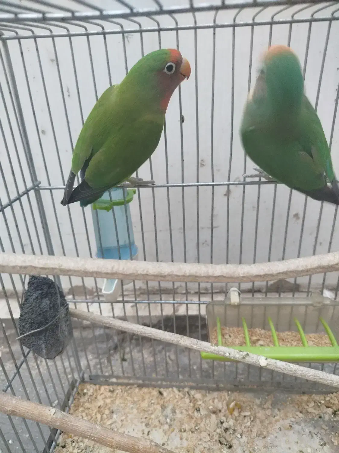 یک جفت طوطی برزیلی|پرنده|ری, دولتآباد|دیوار