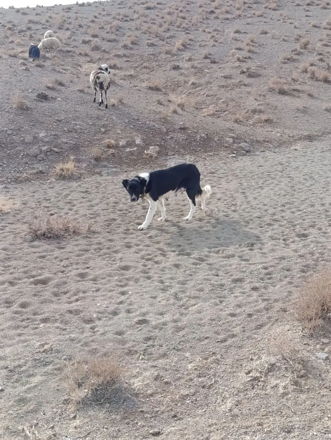 ماده  گله ای|سگ|کاشان, فاز ۲ ناجی آباد|دیوار