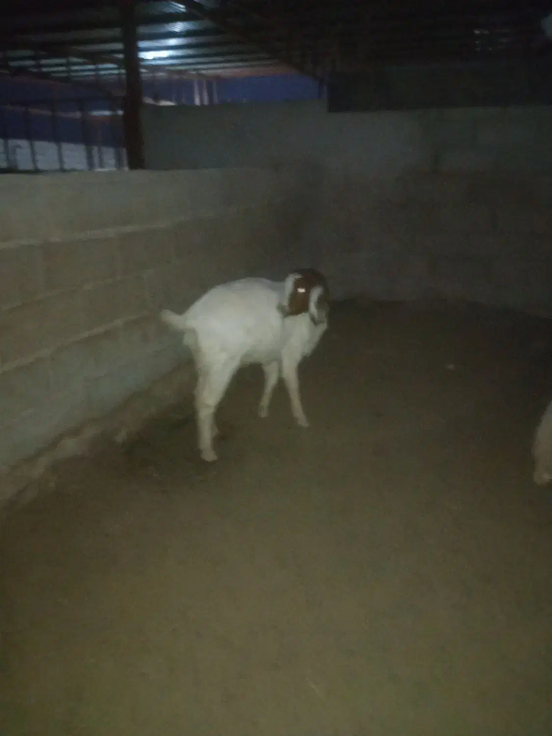 روستای سوردلو|حیوانات مزرعه|آباده, |دیوار