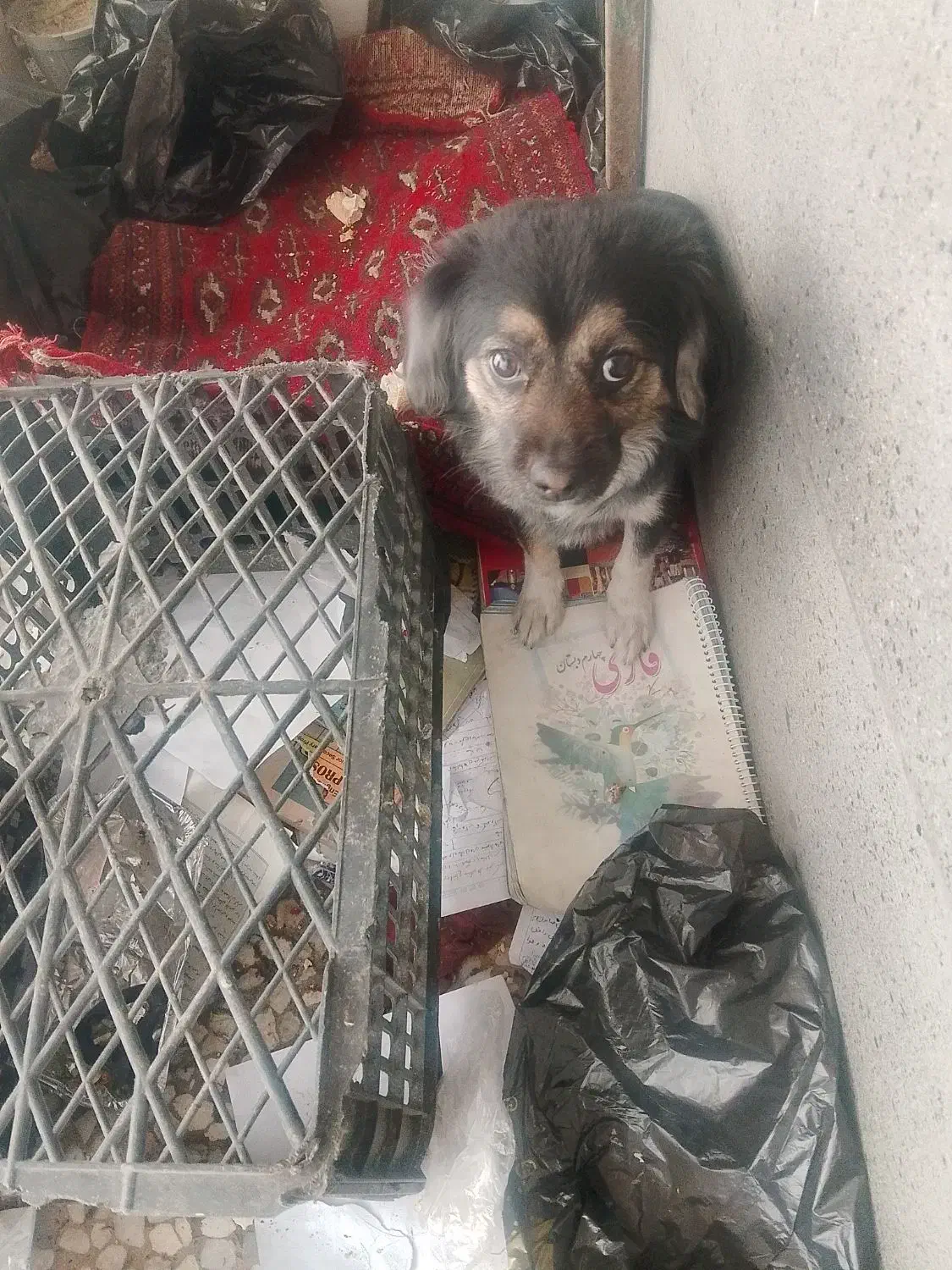 سگ آپارتمان|سگ|کرج, شاهین‌ویلا|دیوار