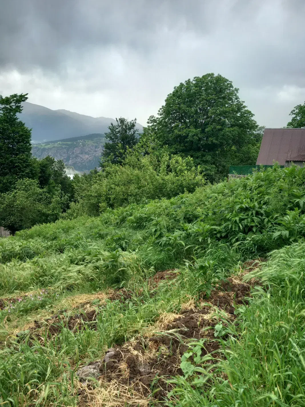 فروش زمین در آمارو شیرکده|فروش زمین و ملک کلنگی|بره‌سر, |دیوار