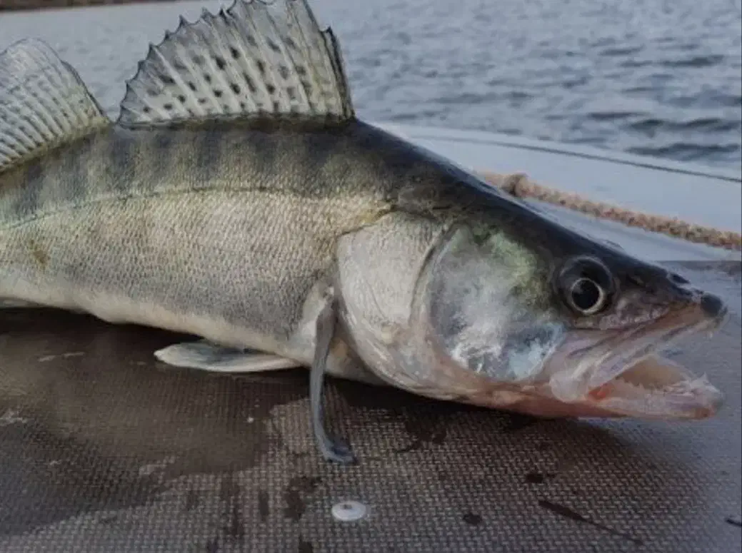 ما هی|ماهی|اهر, |دیوار