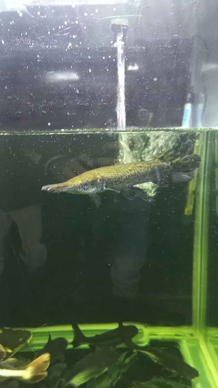 ماهی گار،الیگیتور،+۳۰|ماهی|اردبیل, |دیوار