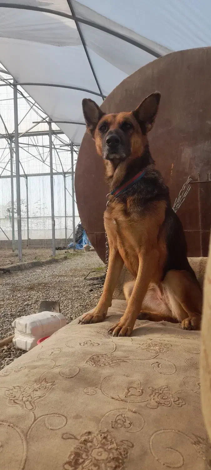 سگ ژرمن ماده|سگ|کرج, شهرک سهرابیه|دیوار