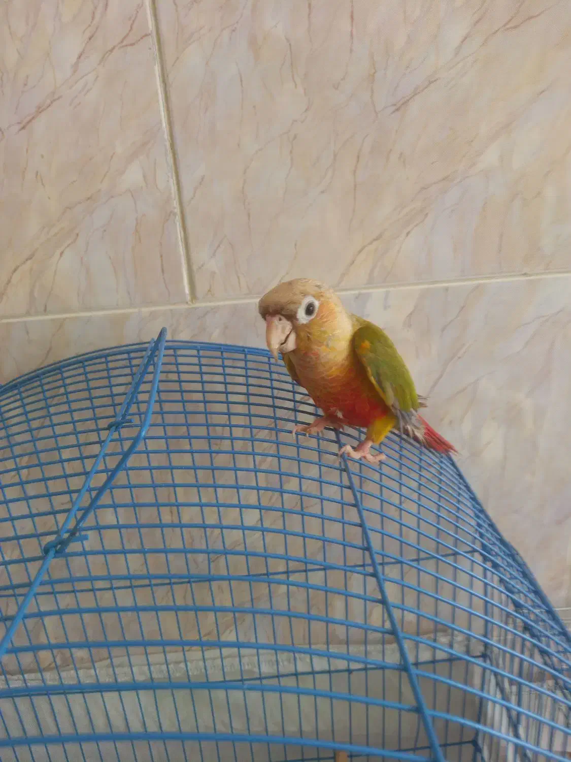 طوطی گرین چیک|پرنده|میناب, |دیوار