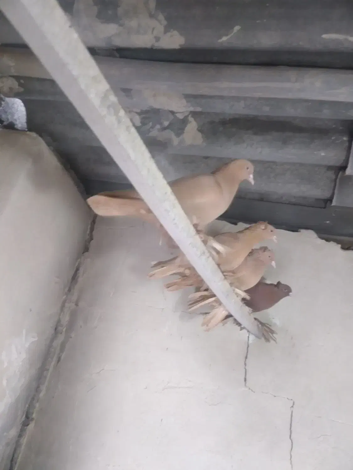 کبوتر|پرنده|صوفیان, |دیوار